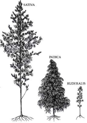 nice illustration of the three types of cannabis plants