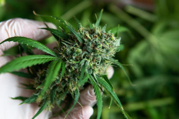 cannabis extracts may inhibit cancer cell growth.